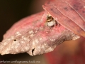 Carrhotus xanthogramma 2