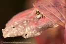 Carrhotus xanthogramma 2