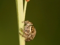 Dendryphantes rudis