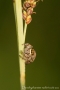 Dendryphantes rudis