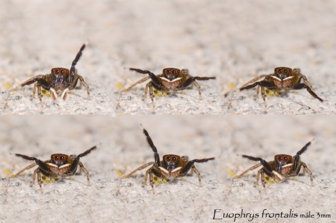 Euophrys frontalis parade