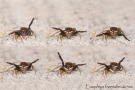 Euophrys frontalis parade