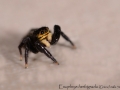 Euophrys herbigrada