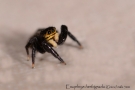 Euophrys herbigrada