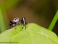 Evarcha arcuata 1