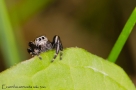 Evarcha arcuata 1