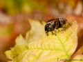 Evarcha arcuata 2