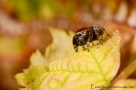 Evarcha arcuata 2