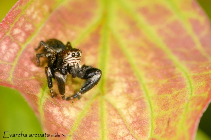 Evarcha arcuata 5