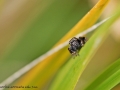 Evarcha arcuata 6
