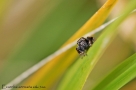 Evarcha arcuata 6