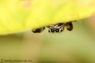 Evarcha arcuata 7