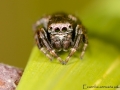Evarcha arcuata 8