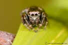 Evarcha arcuata 8