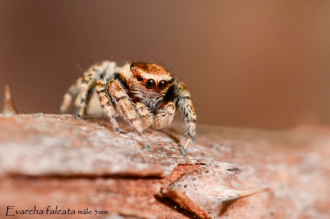 Evarcha falcata 1