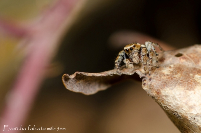 Evarcha falcata 3