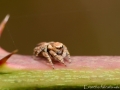 Evarcha falcata 4