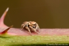 Evarcha falcata 4