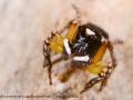 Habrocestum papilionaceum