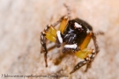 Habrocestum papilionaceum
