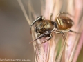 Heliophanus aeneus 1