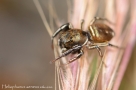 Heliophanus aeneus 1