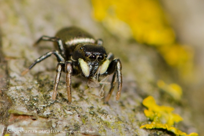 Heliophanus auratus 1