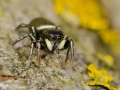 Heliophanus auratus 1