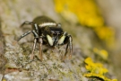 Heliophanus auratus 1