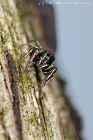 Heliophanus auratus 2