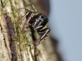 Heliophanus auratus 2