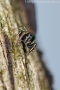 Heliophanus auratus 2
