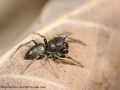 Heliophanus auratus 3