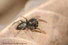 Heliophanus auratus 3