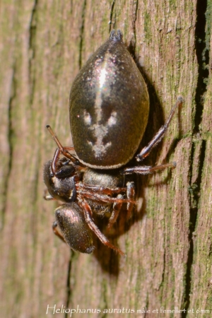 Heliophanus auratus 5