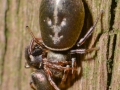Heliophanus auratus 5
