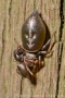 Heliophanus auratus 5