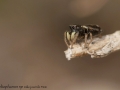 Heliophanus cupreus 1