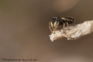 Heliophanus cupreus 1