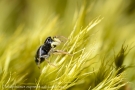 Heliophanus cupreus 3