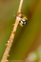 Heliophanus cupreus 4