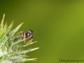 Heliophanus sp 6