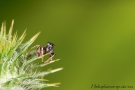 Heliophanus sp 6