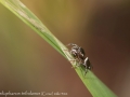 Heliophanus tribulosus