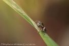 Heliophanus tribulosus