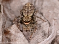 Marpissa muscosa 1