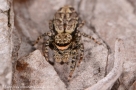 Marpissa muscosa 1