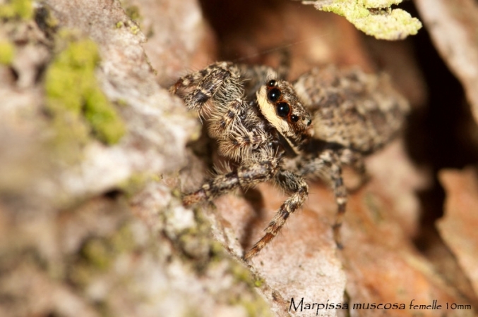 Marpissa muscosa 2