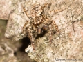 Marpissa muscosa 3