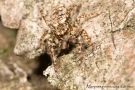 Marpissa muscosa 3